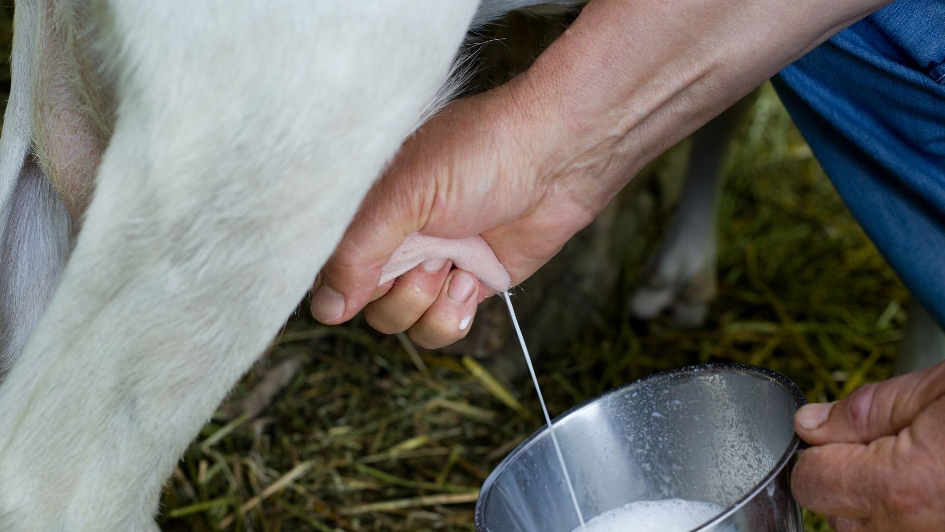 Mungitura della capra da latte