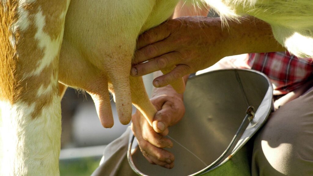 Mungitura della mucca per produzione di latte vaccino