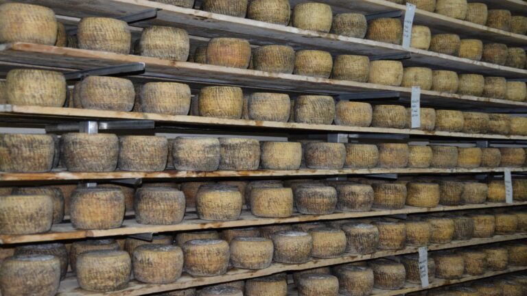 Produzione del formaggio: forme in cella di maturazione
